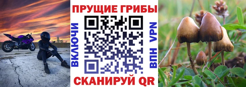 наркотики  Грайворон  Псилоцибиновые грибы Psilocybe 
